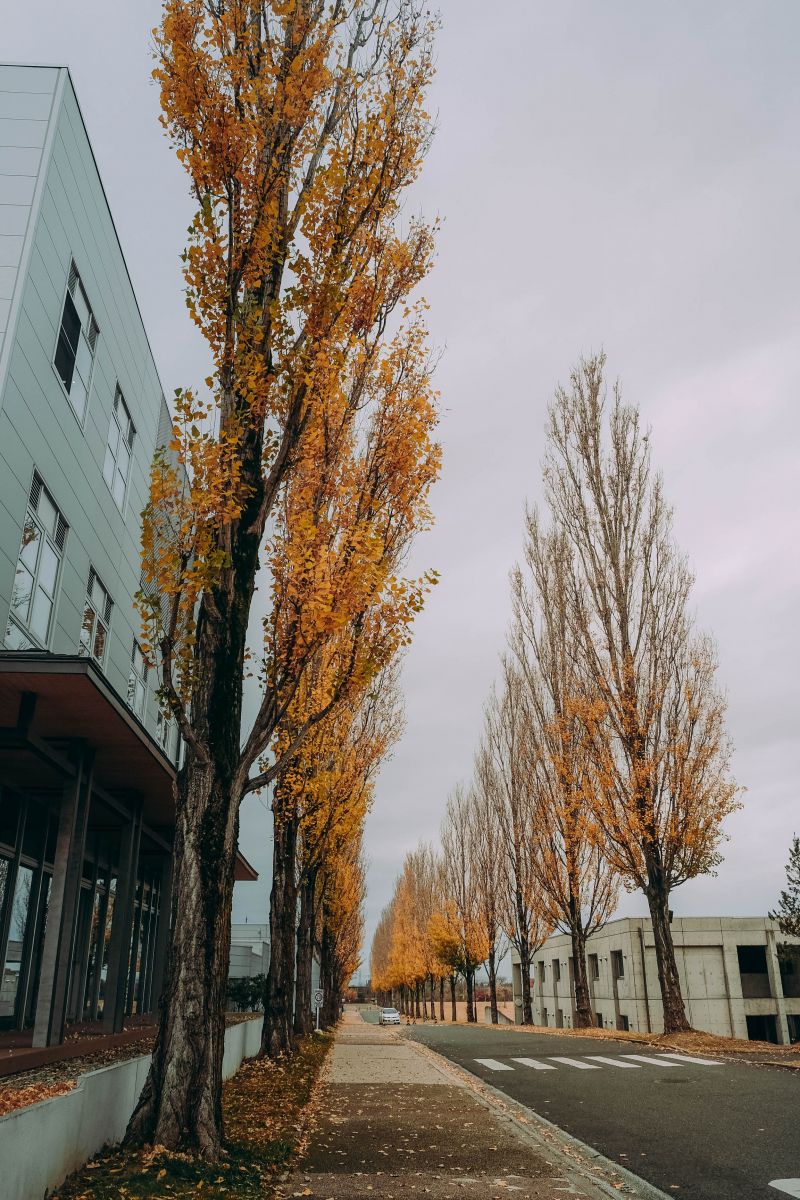 Hàng phong ở Aizu